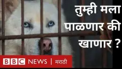 कुत्रा पाळीव प्राणी म्हणूनही प्रिय. आणि त्याचं मांसही खायला लागतं रुचकर...या भावनिक कात्रीत अडकले दक्षिण कोरियातले लोक