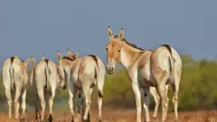 Juste pour satisfaire la demande les chinoise, les ânes au Kenya son devenus une denrée rare