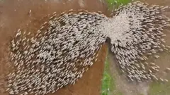ভেড়ার পালের ড্রোন ভিডিও