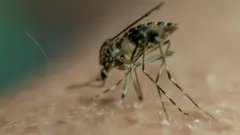 મચ્છર