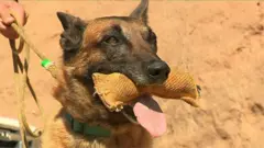 Firefighter dog