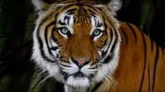 tiger