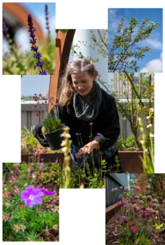 A paisagista Sarah Price plantando flores no terraço. Ao lado da foto dela há outras fotos de flores