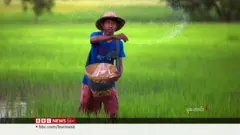 မြန်မာတောင်သူတွေ ဓာတ်မြေသြဇာ အခက်အခဲကြုံ