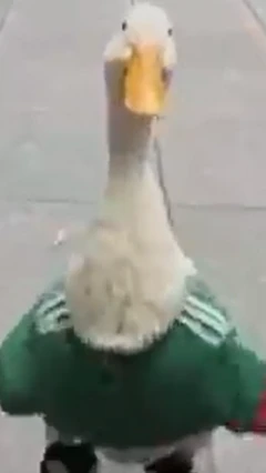 బాతు