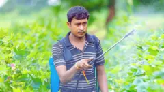 ગુજરાતમાં જંતુનાશક દવાની આડઅસર 