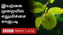 நாமக்கல் மாவட்டம் ராசிபுரம் அருகே கொலக்காடு கிராமத்தை சேர்ந்த விவசாயி முற்றிலும் இயற்கையான முறையில் எலுமிச்சை சாகுபடி செய்து அதில் வெற்றியும் கண்டு வருகிறார்.