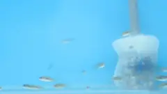 Peixes em um dos ambientes