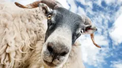 Голова овцы крупным планом