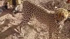 يلقى الشبل الآن الرعاية في نيروبي