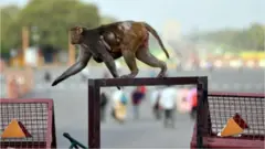 కోతి