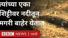 मगर