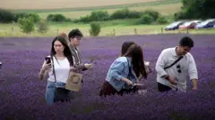 مزارع اللافندر تتحول لقبلة لمحبي السيلفي