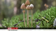 အွန်လိုင်းပေါ်မှာ ရောင်းနေတဲ့ မှိုရဲ့ အကျိုးအပြစ်