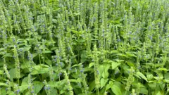 Chia seeds