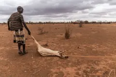 Un hombre arrastra un animal muerto en un campo árido en la región somalí de Doolow.