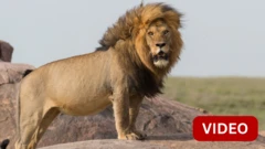 GUJARAT LION