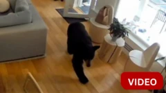 குட்டி நாய்க்கு பயந்து ஓடும் கரடி