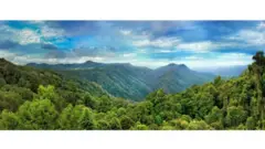 Floresta de Dorrigo na Austrália