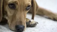 "Campeon" (Champion), un corniaud de deux ans et deux mois ayant subi des maltraitances