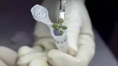 Tanaman cress tumbuh dari tanah Bulan