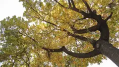 Соя салқин бериб турган кўп йиллик дарахт.