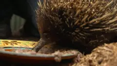 echidna