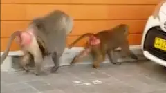Two baboons after their escape