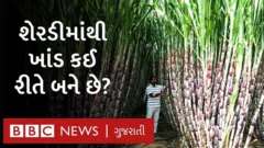 શેરડી