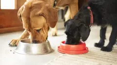 Köpek