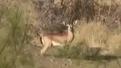 ہرن