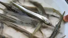কাকিলা মাছ