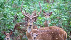 Axis deer