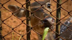 চিড়িয়াখানায় চিত্রা হরিণ তৃণ খাচ্ছে।