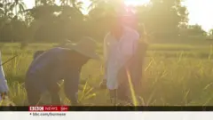 ရခိုင်မြောက်ပိုင်းမှာ စပါးခင်းတွေ ရိပ်သိမ်းနိုင်ပြီ