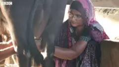 పాల వ్యాపారం