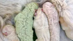 Fıstık kardeşleriyle birlikte