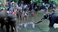 নদীতেই হাতিটির মৃত্যু হয়।