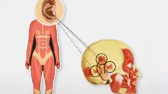 useless organs