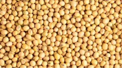 Le soja est l'une des quatre cultures alimentaires les plus consommées au monde.