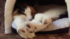 Кошка Миу из "Леди Дайны"