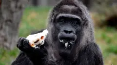 Gorilla dey chop
