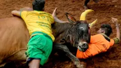 ஜல்லிக்கட்டு