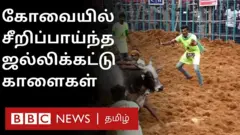 கோவையில் சீறிப்பாய்ந்த காளைகளை அடக்க முற்பட்ட 700 மாடுபிடி வீரர்கள்