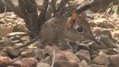 ఏనుగు చుంచు