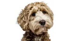 Labradoodle, retrato