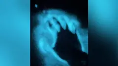 CG보다 놀라운 바다 생물 정체는?