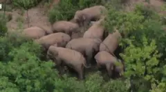 ஜாலியாக மண் குளியல் போட்ட யானைகள்