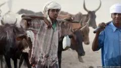 Nigeria Fulani herdsman with cattle