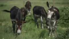 Güney Afrika'da otlanan eşekler